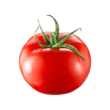 الصنف