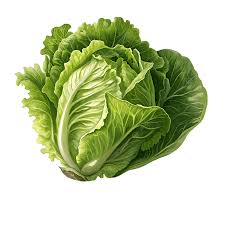 الصنف
